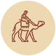 Camel safari